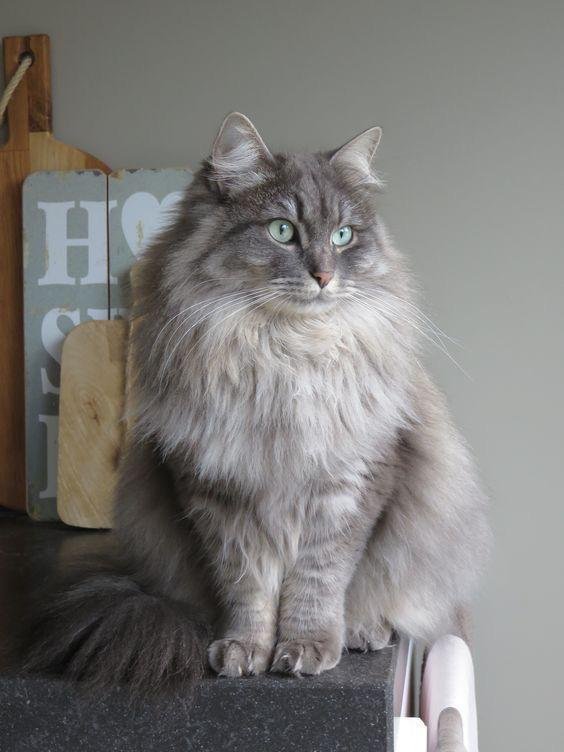 Fluffy Siberian kitten with blue eyes for sale in Texas