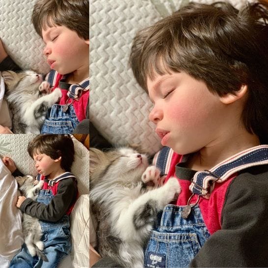 Happy client with Siberian kitten