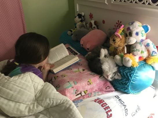 Happy client with Siberian kitten