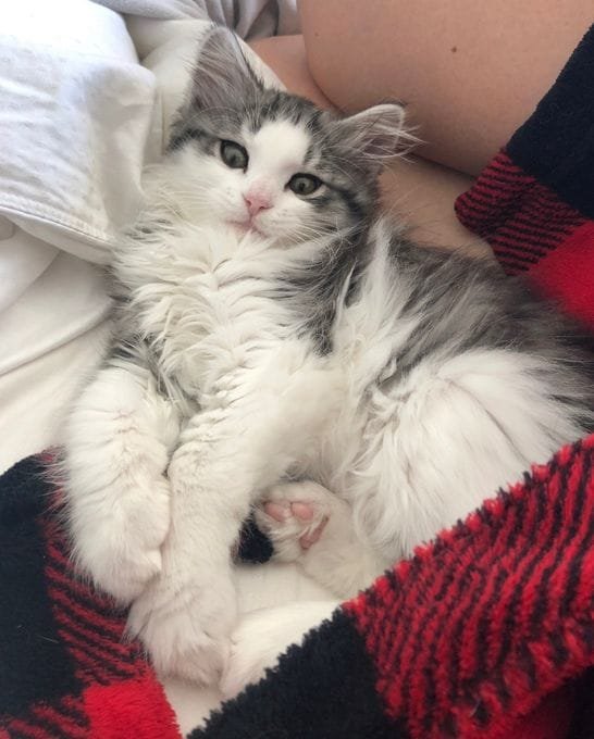 Happy client with Siberian kitten