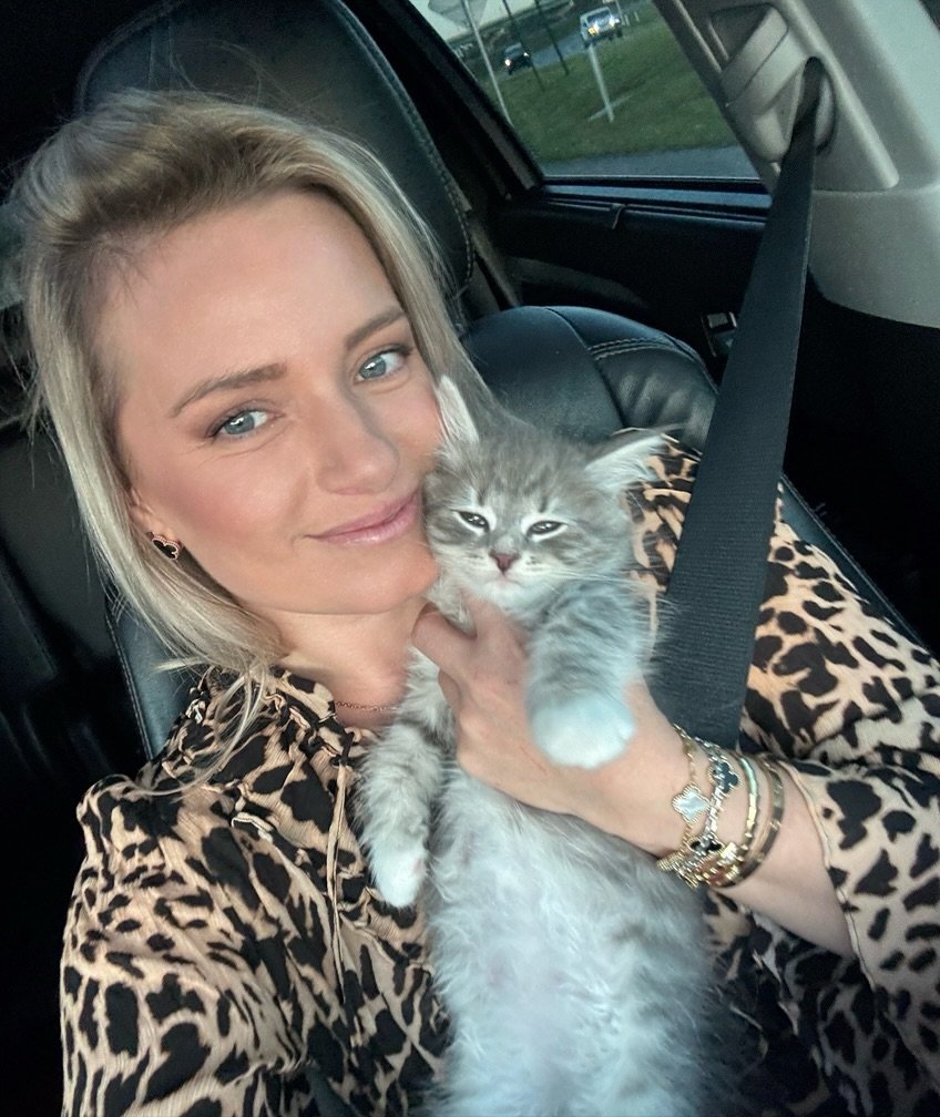 Beautiful Siberian kitten with blue eyes