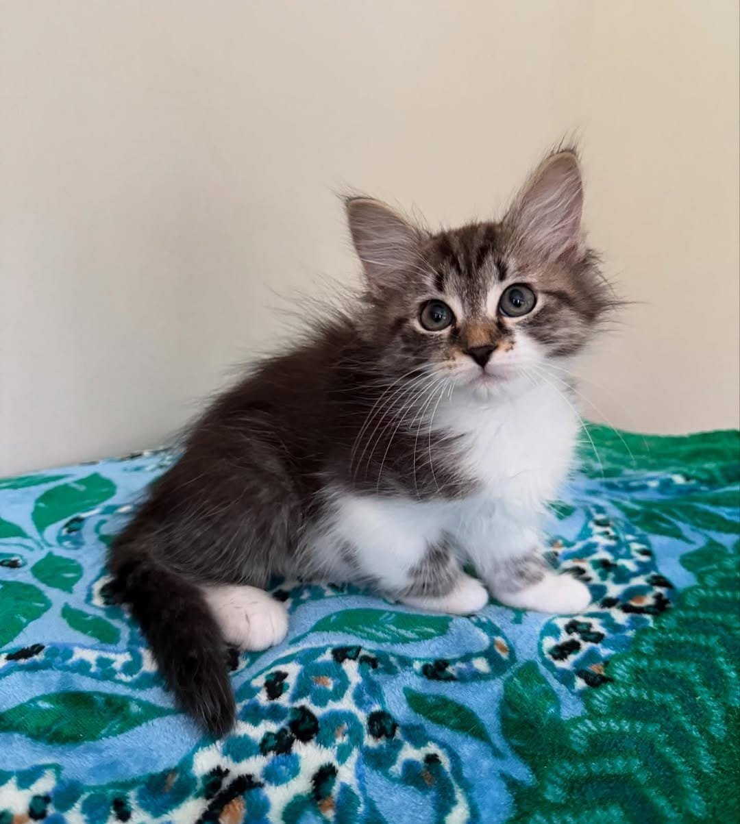 Siberian cat stretching
