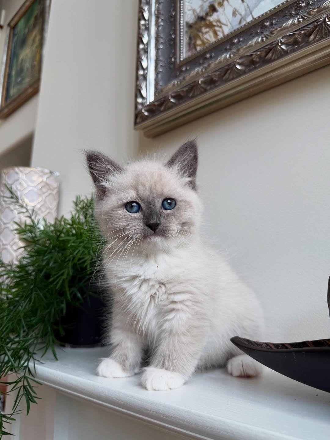 Aurora - Seal Lynx Point Siberian Kitten