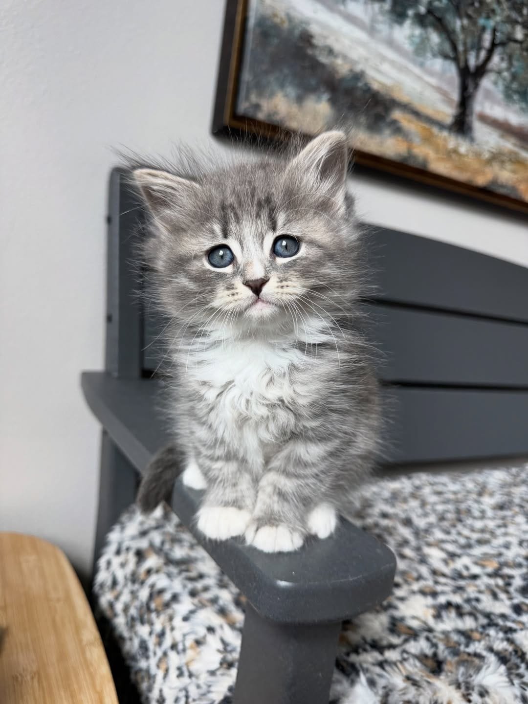 Blizzard - White Siberian Kitten