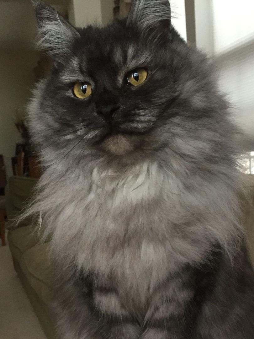 Duchess - Queen of SiberianSnow