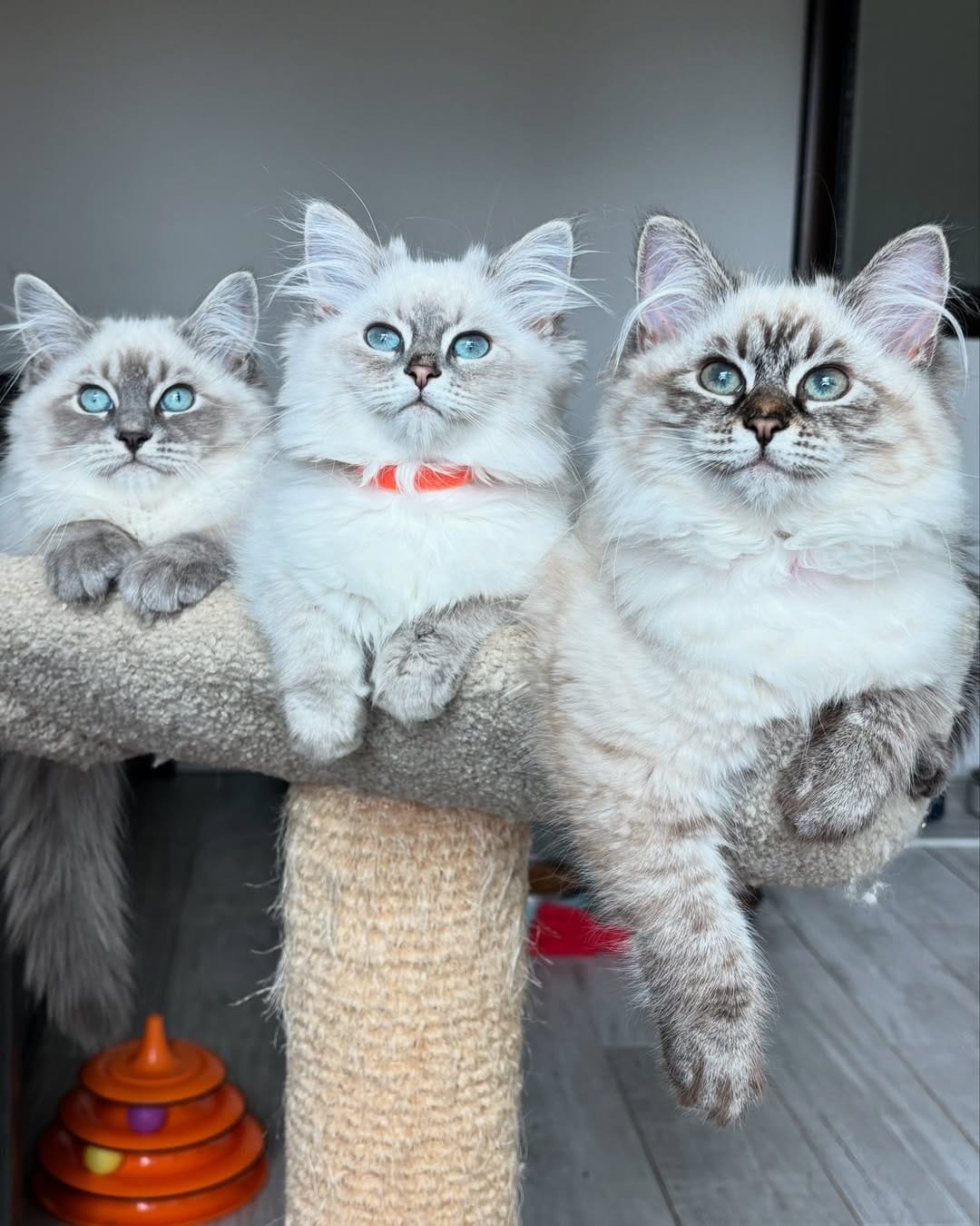 Siberian kitten raised in a loving home environment in Texas