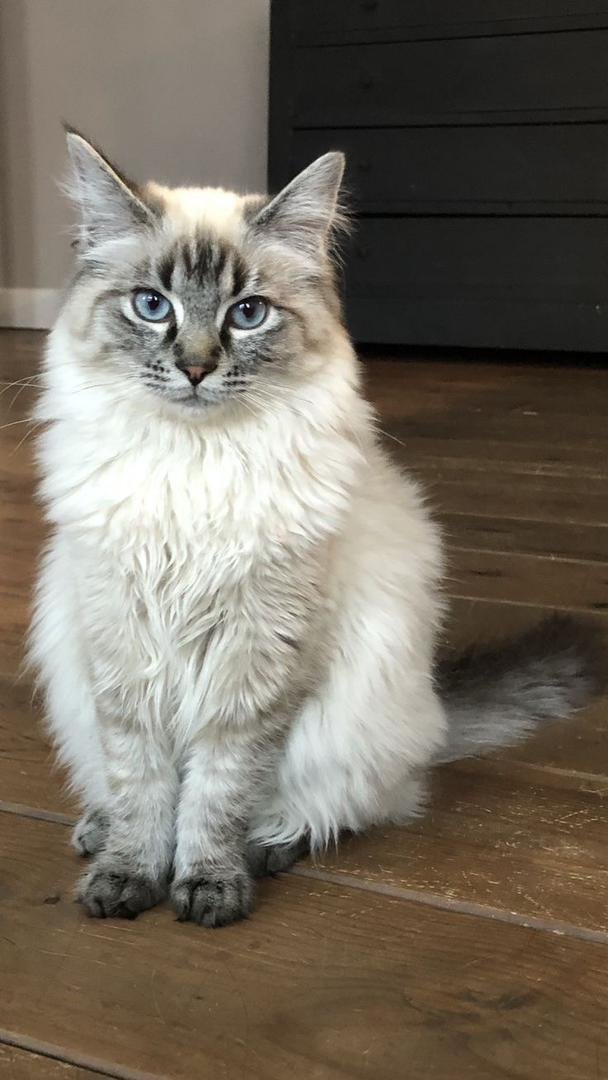 Siberian kittens for sale in Dallas, Texas