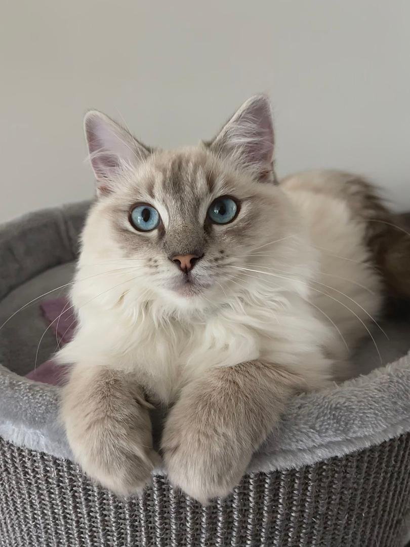 Siberian kittens for sale in Houston, Texas